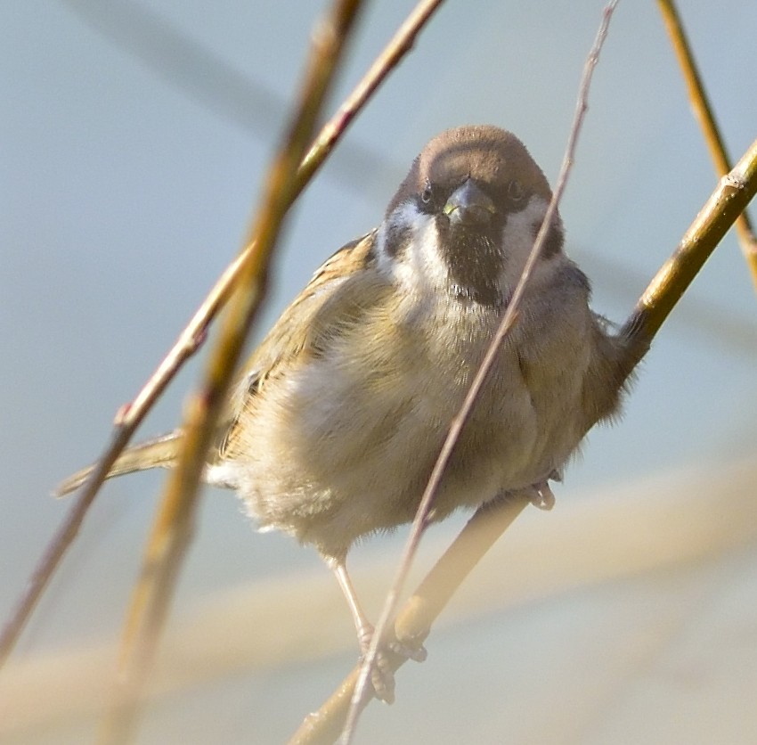 Eurasian Tree Sparrow - ML538633321