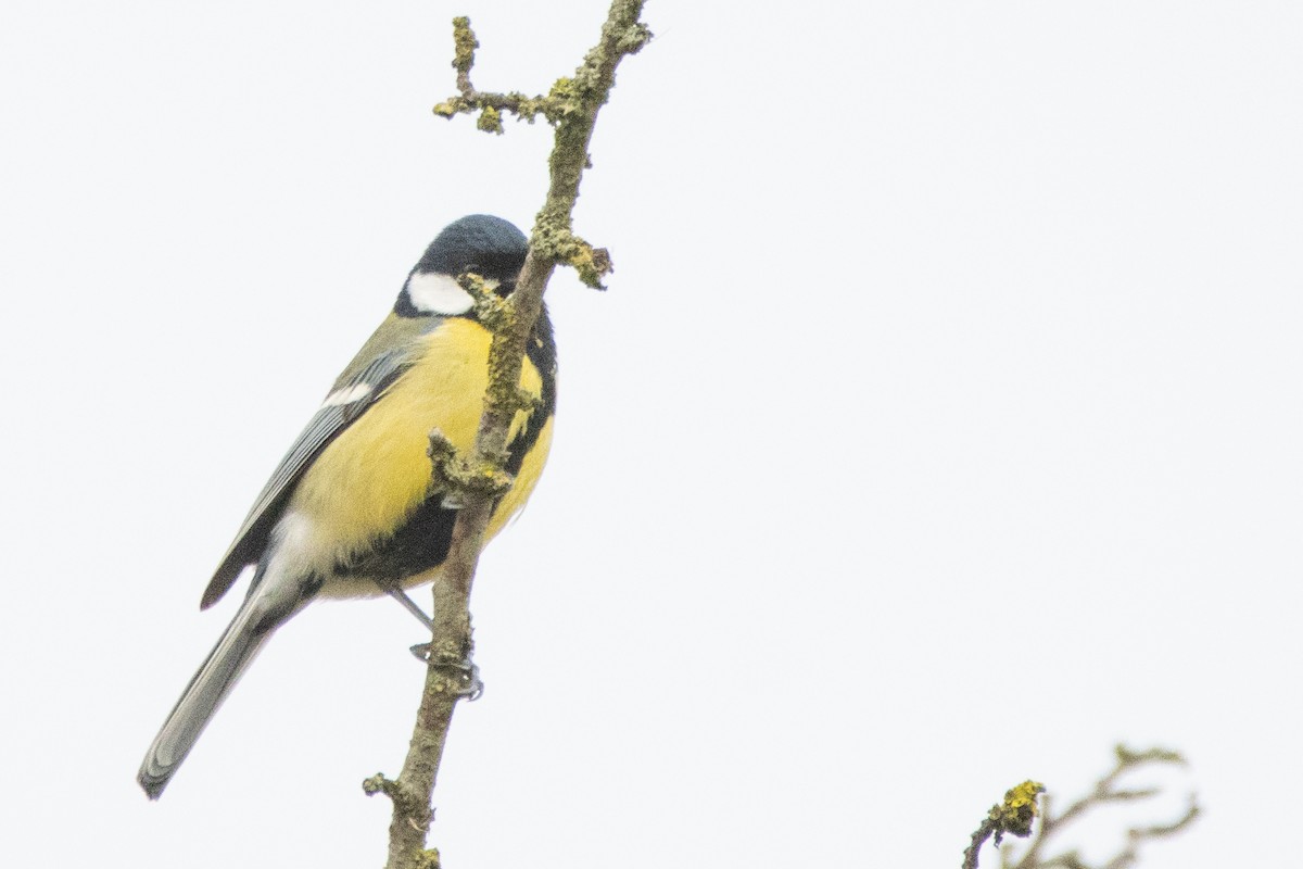 Их хөх бух - ML538633371