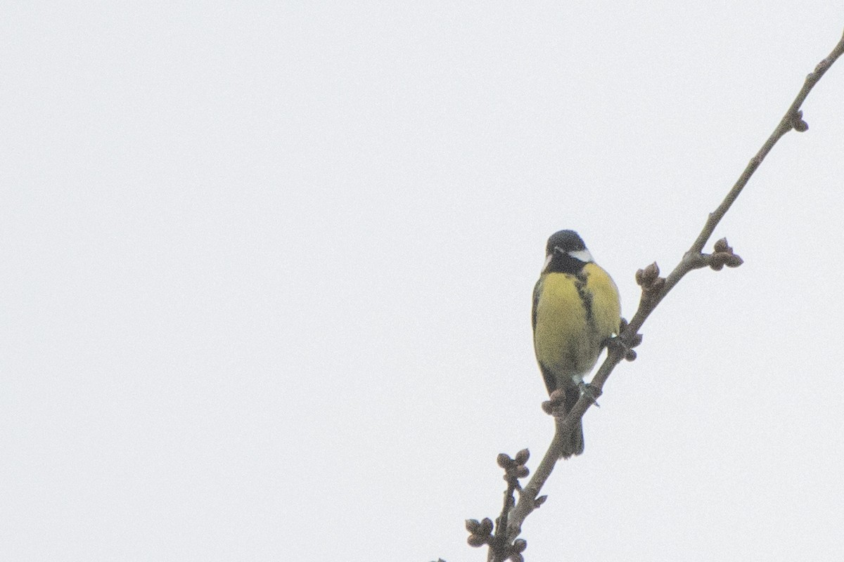 Их хөх бух - ML538633381