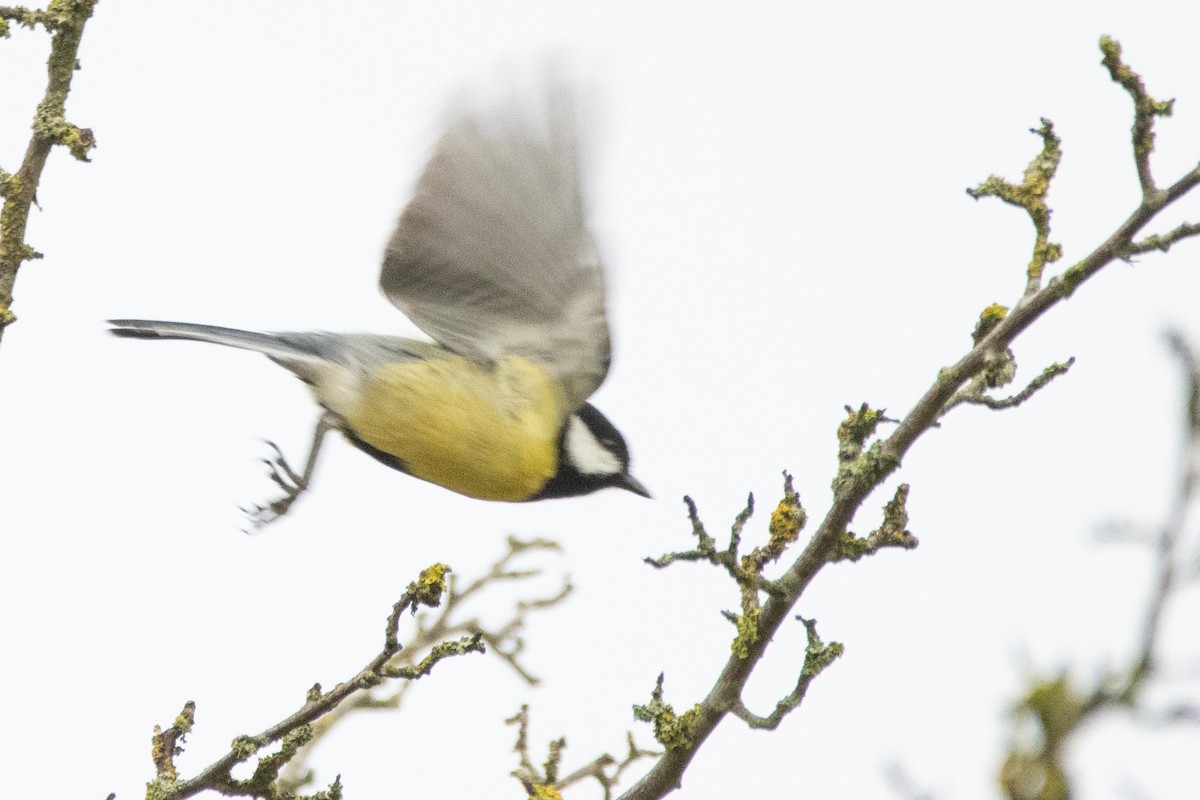 Их хөх бух - ML538633391