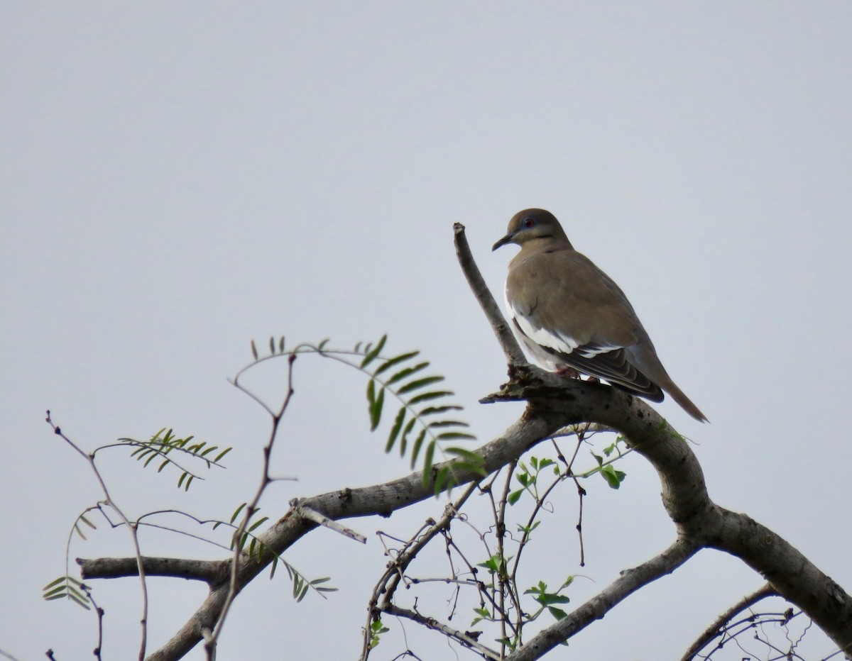 White-winged Dove - ML538634241