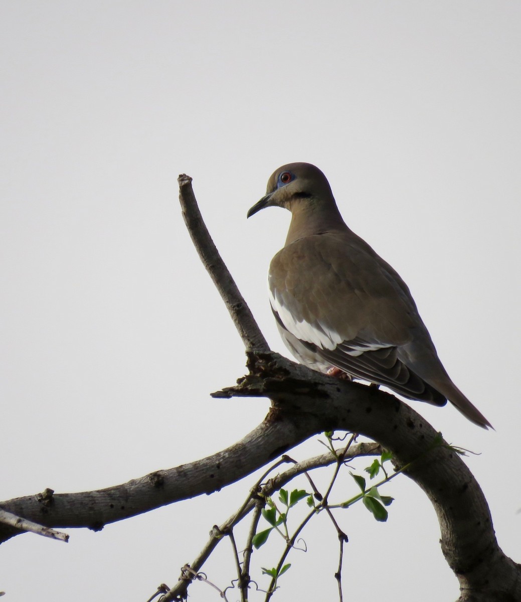 White-winged Dove - ML538634741