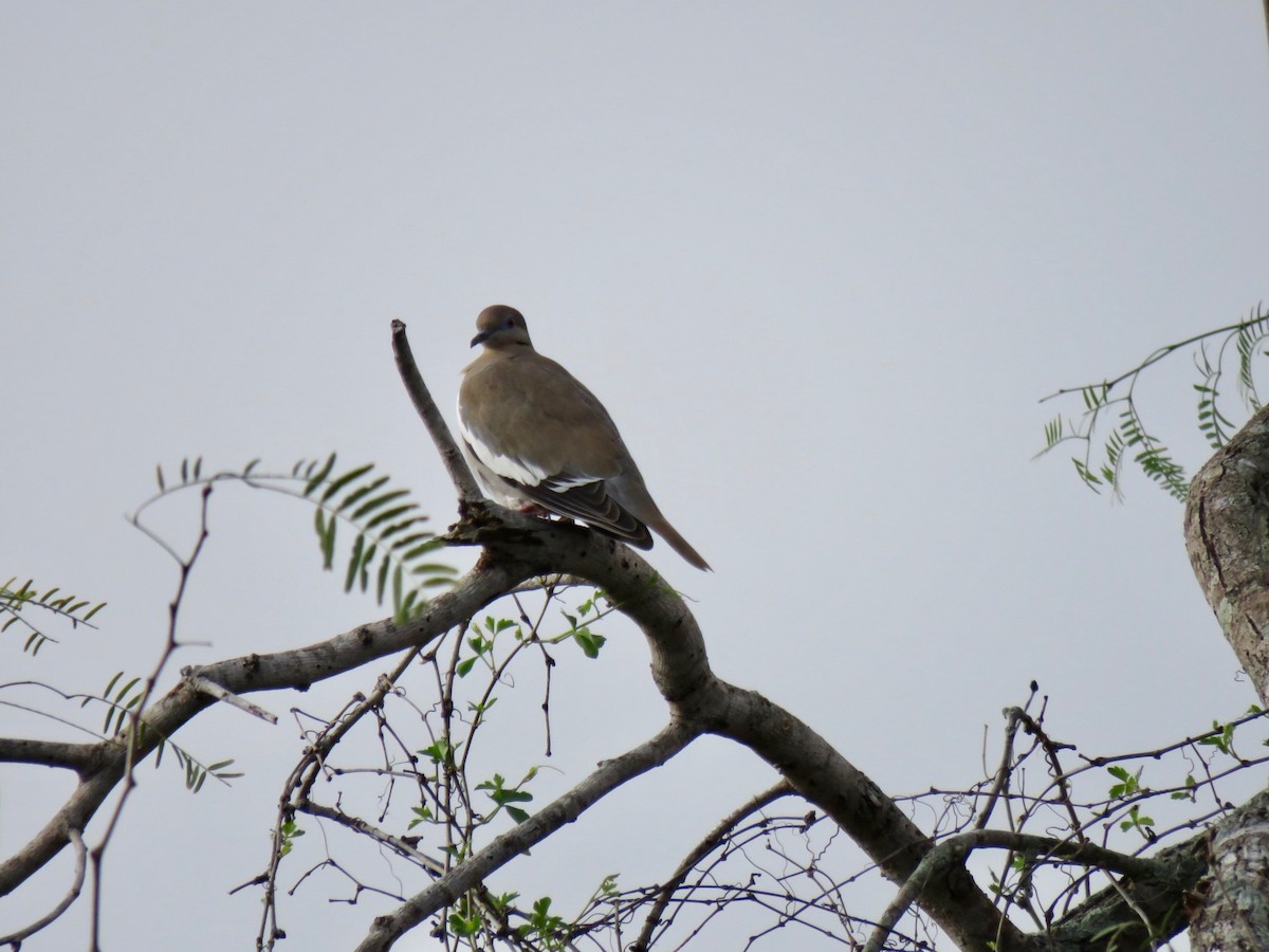 White-winged Dove - ML538634751