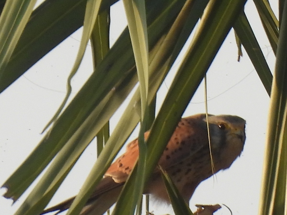 Eurasian Kestrel - ML538635981