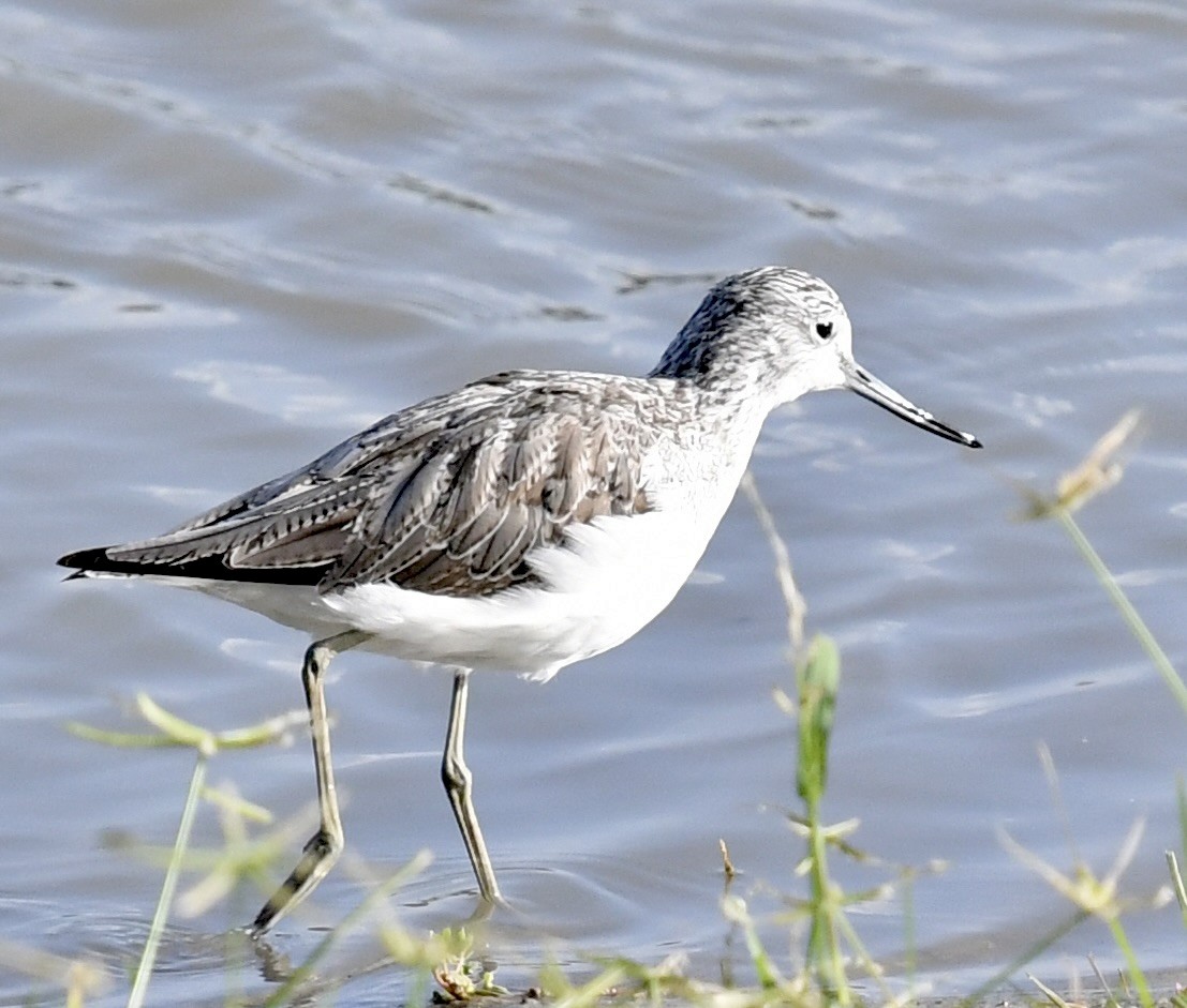 Common Greenshank - ML538636091