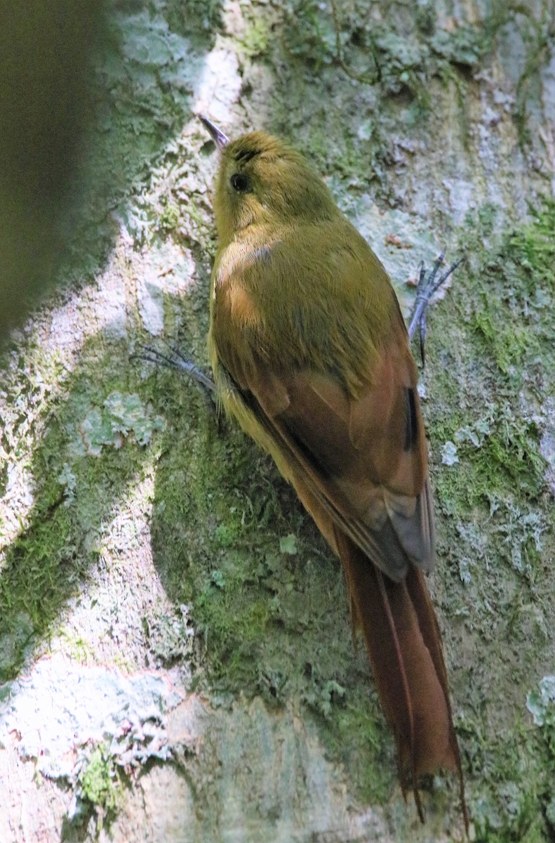 Olivaceous Woodcreeper - ML538636331