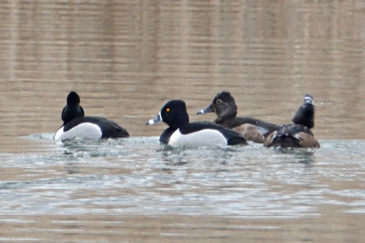 Ring-necked Duck - ML538636851