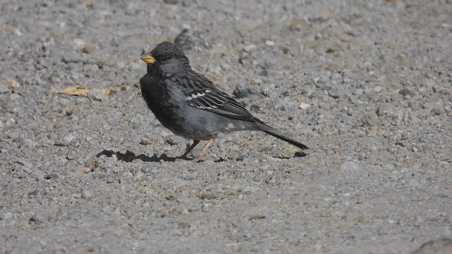 Mourning Sierra Finch - ML538636881