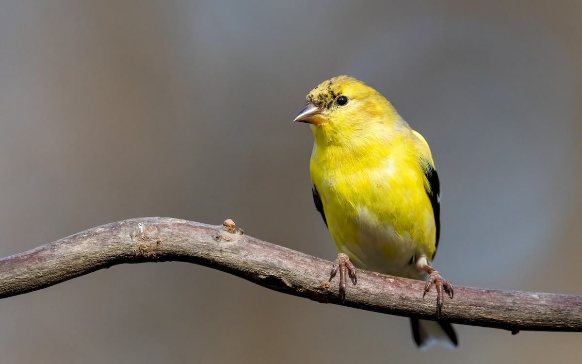 American Goldfinch - ML538637081