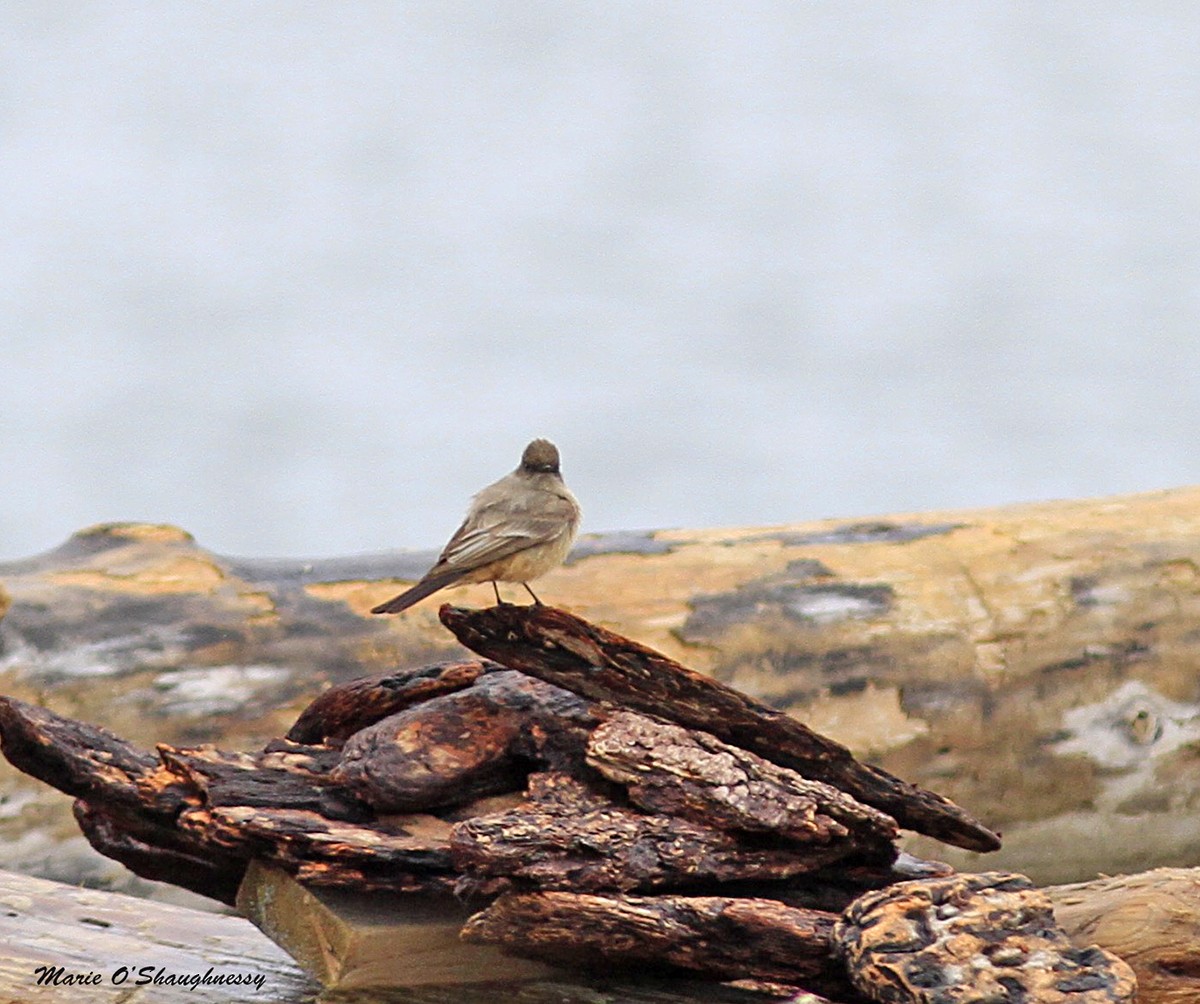 Say's Phoebe - ML53863771