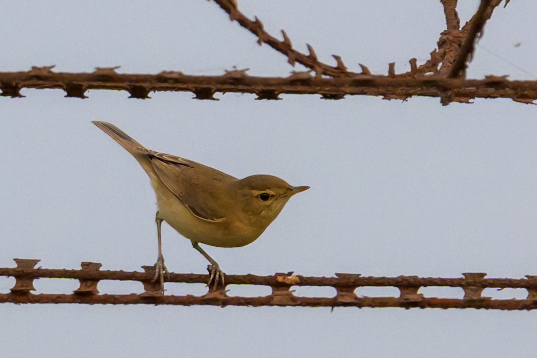 Booted Warbler - Chiranjib Dutta