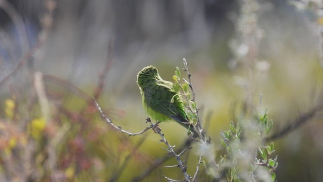 Mountain Parakeet - ML538638061