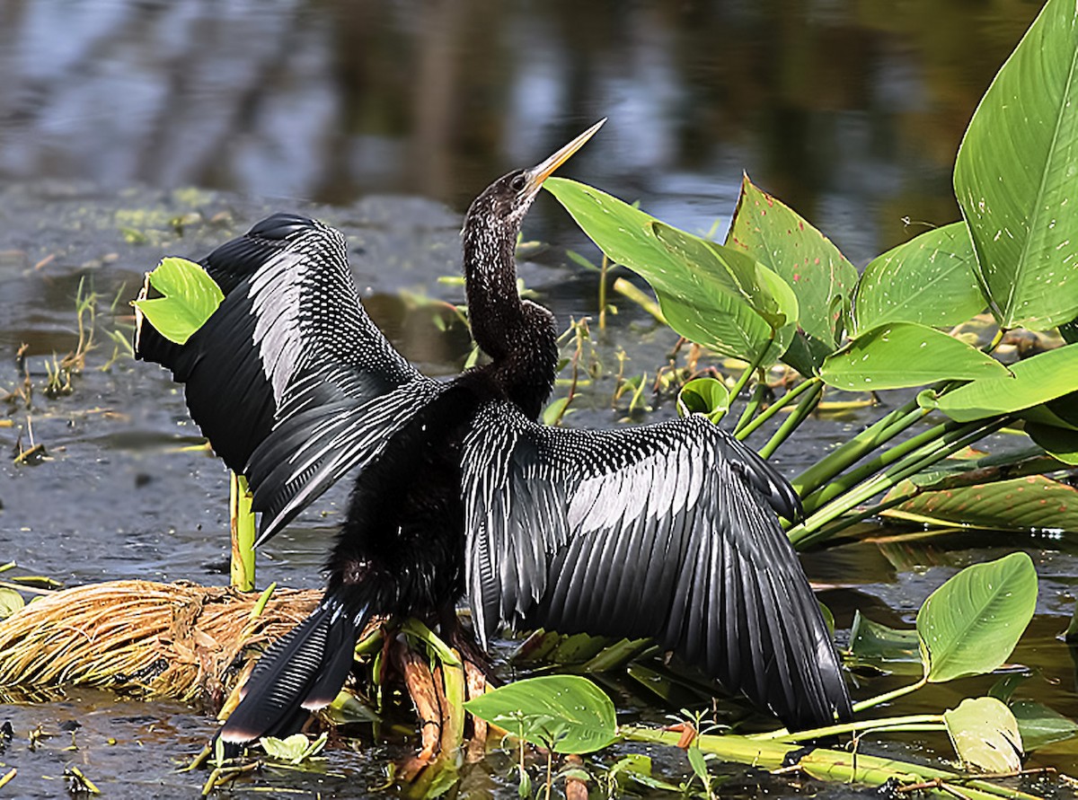 Amerika-Schlangenhalsvogel - ML538638081