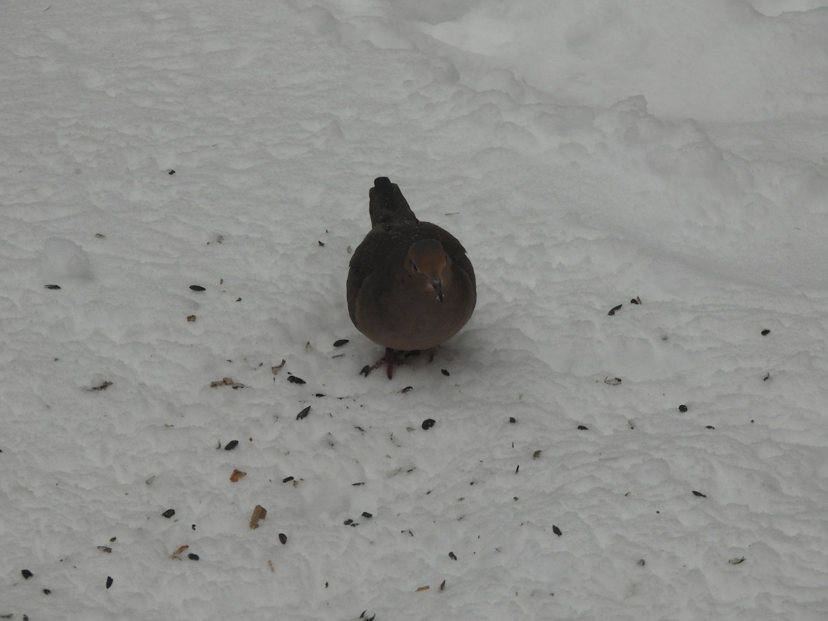 Mourning Dove - ML538638151