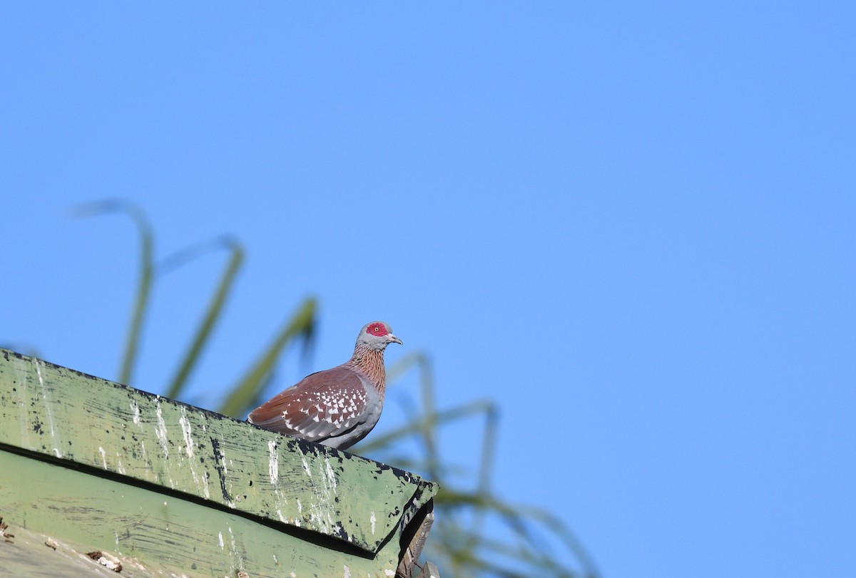 Speckled Pigeon - ML538638401