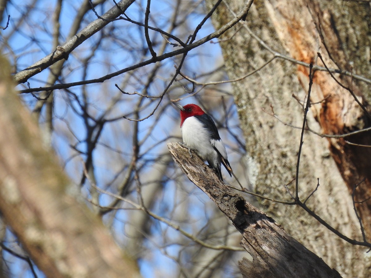 Red-headed Woodpecker - ML538641661