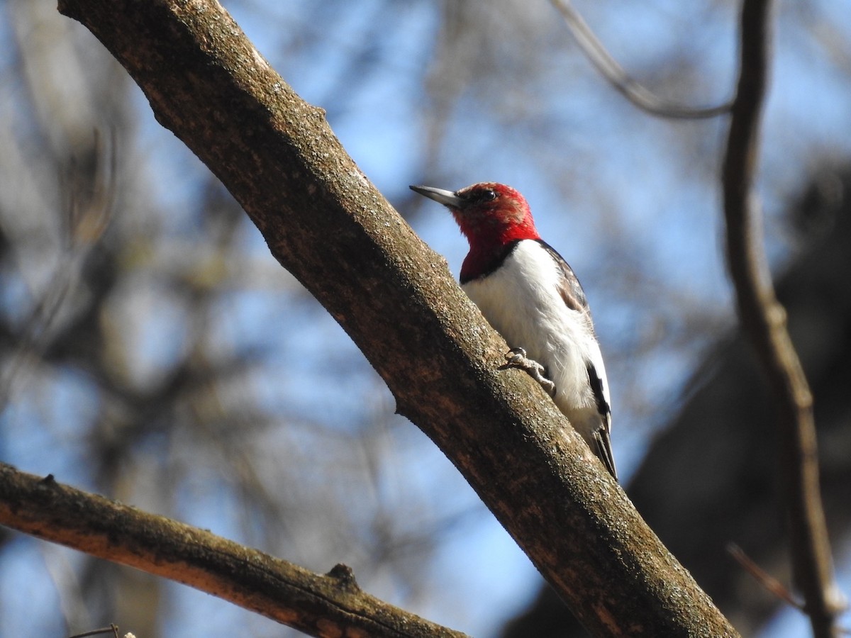 Red-headed Woodpecker - ML538641671