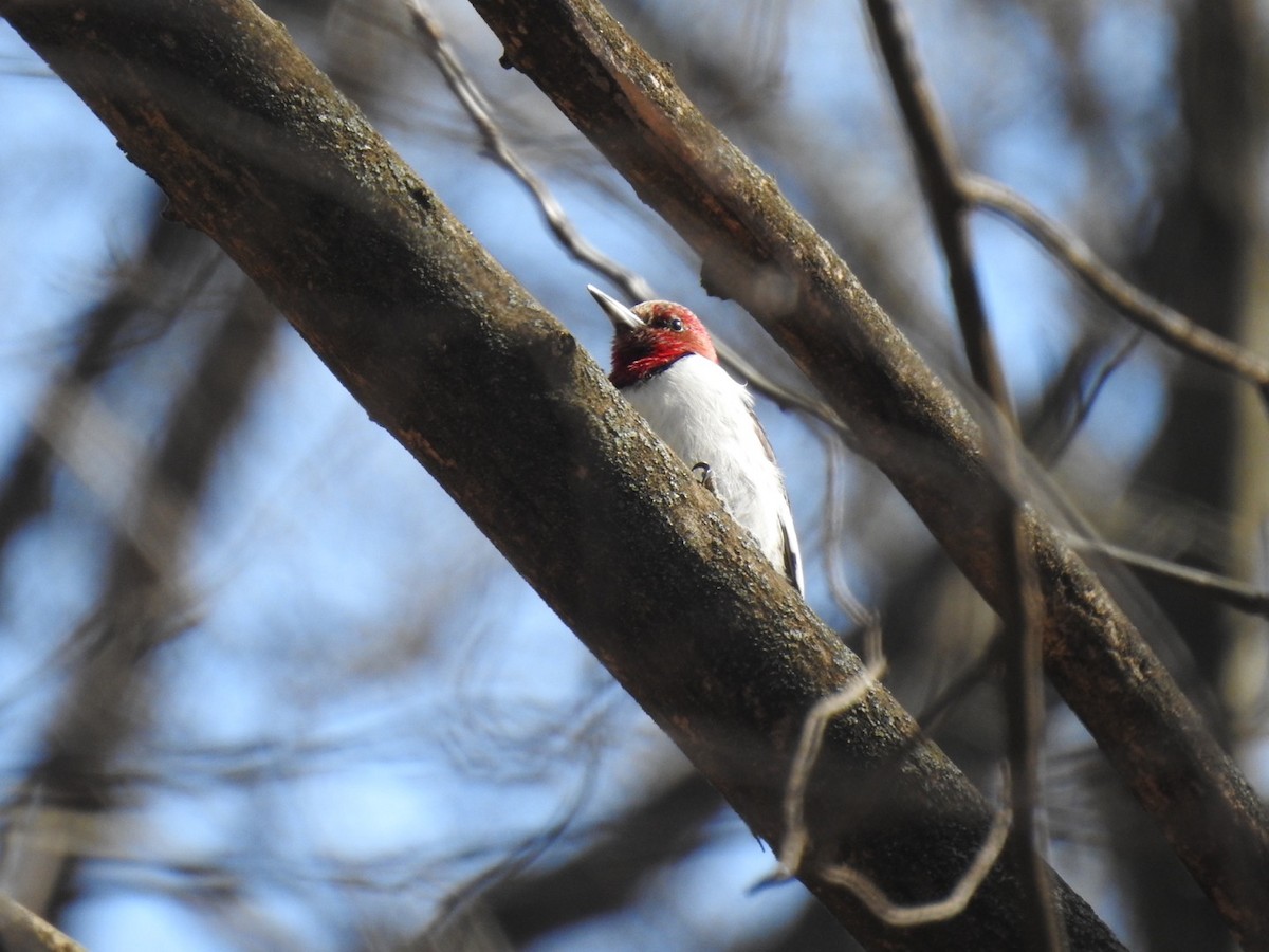 Red-headed Woodpecker - ML538641681