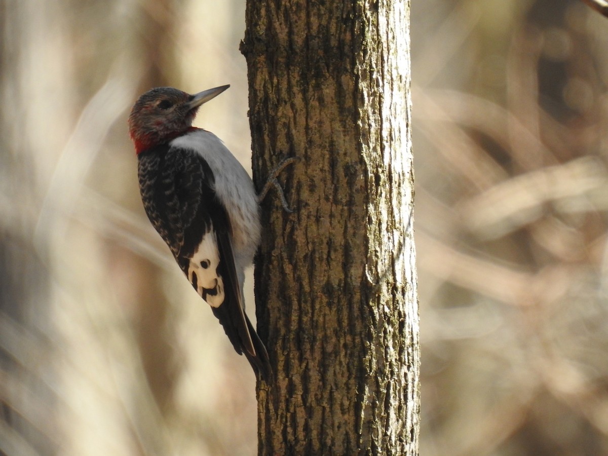 Red-headed Woodpecker - ML538641691