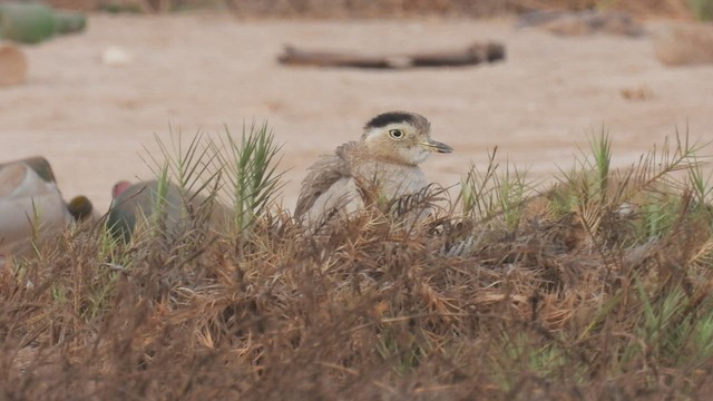 Peruvian Thick-knee - ML538641741