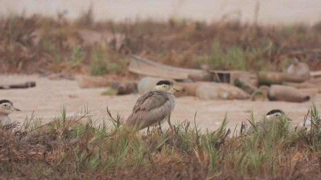 Peruvian Thick-knee - ML538641751