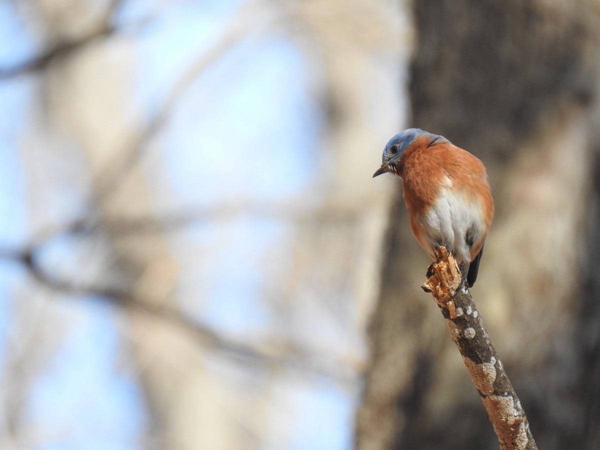 Eastern Bluebird - ML538641851