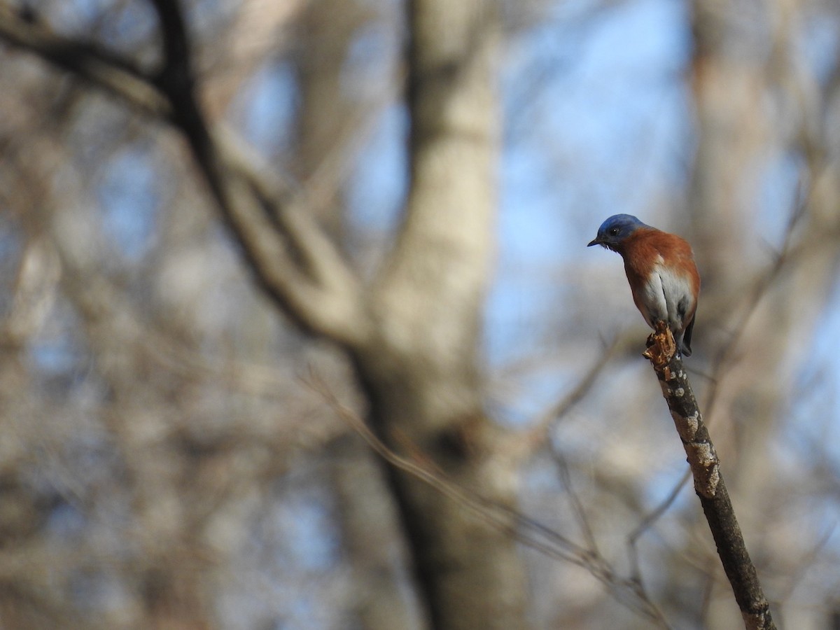 Eastern Bluebird - ML538641861