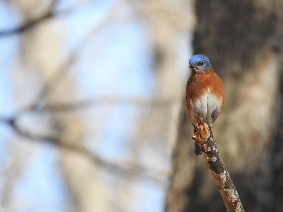 Eastern Bluebird - ML538641871