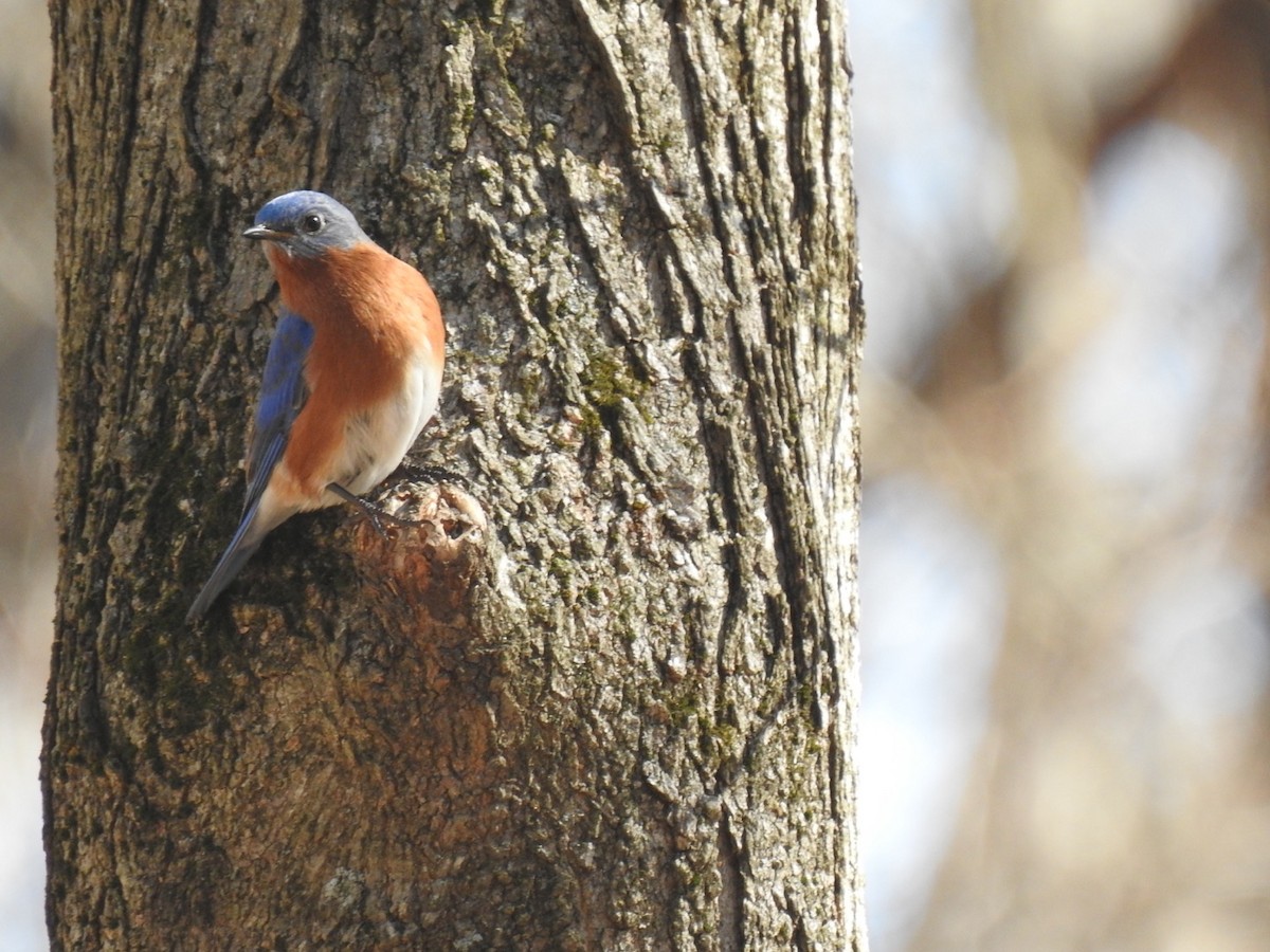 Eastern Bluebird - ML538641881