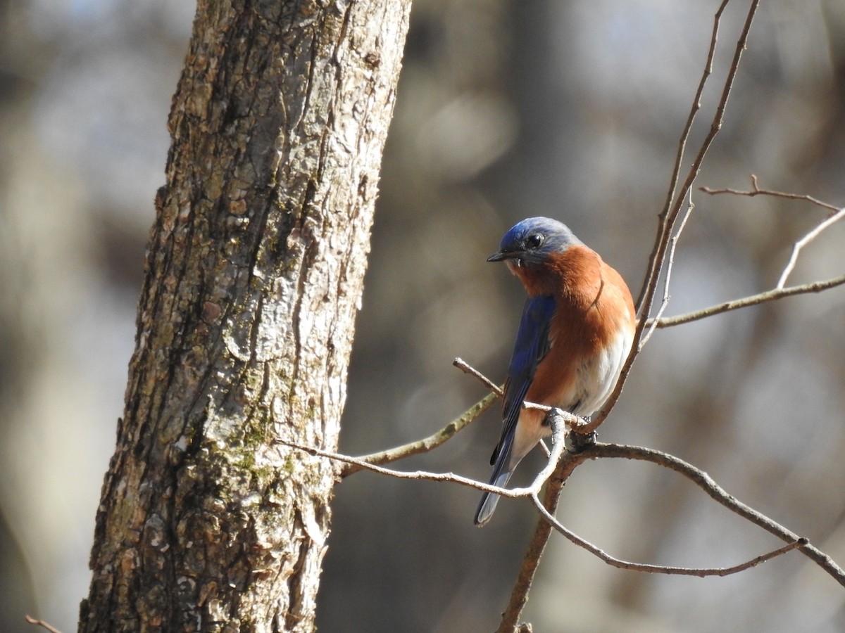 Eastern Bluebird - ML538641891