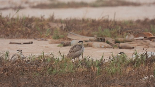 Peruvian Thick-knee - ML538642901