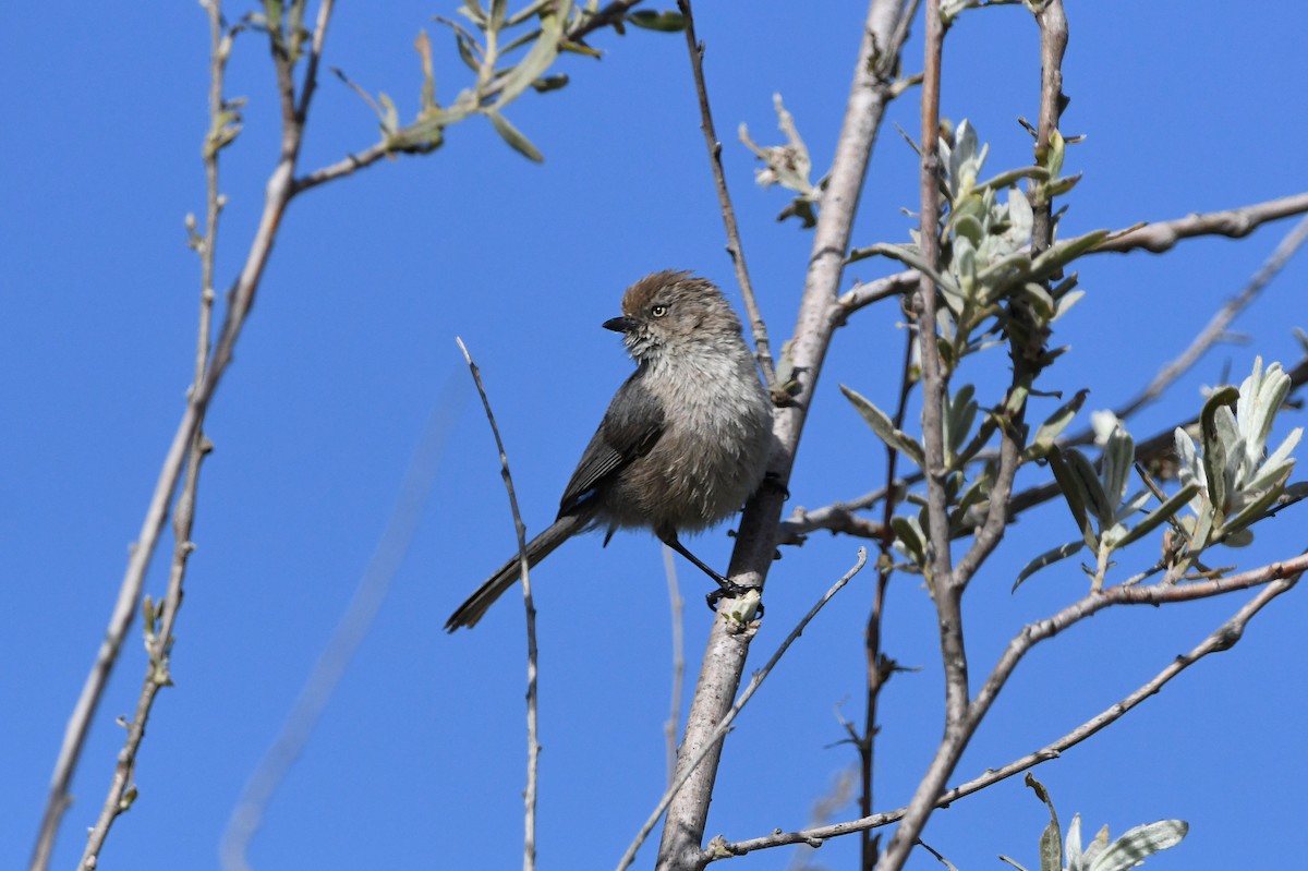 Bushtit (Pacific) - Dan O'Brien