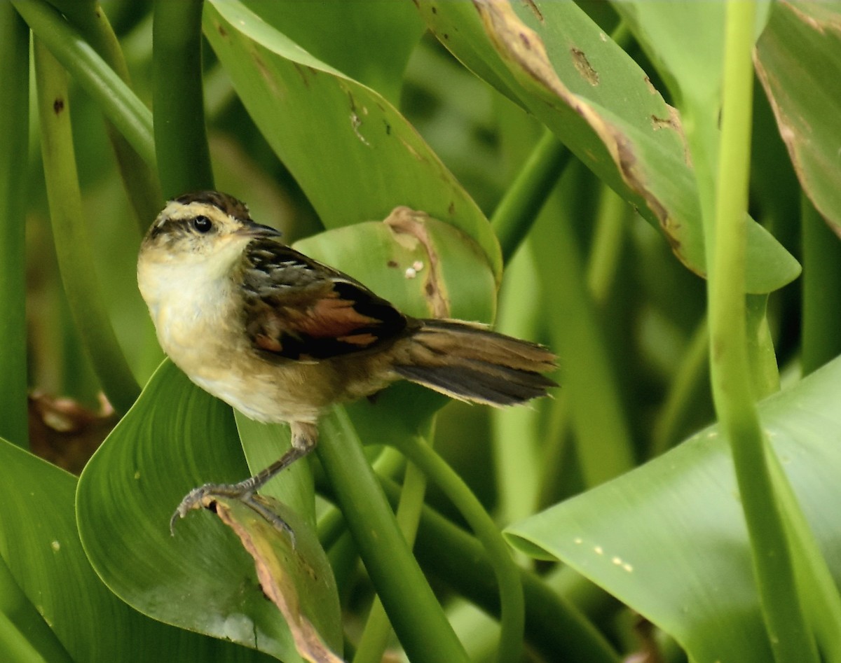 Wren-like Rushbird - ML538644981