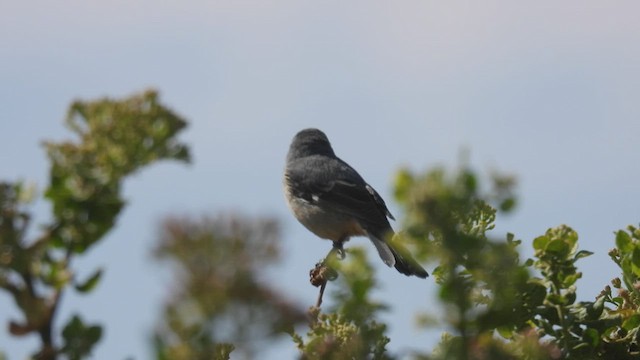 Cinereous Conebill - ML538645191