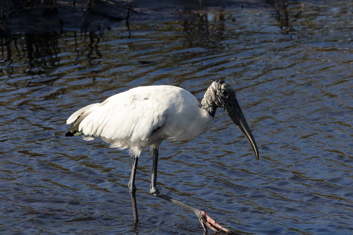 Wood Stork - ML538645261