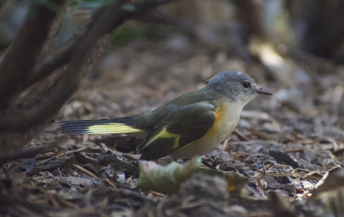 American Redstart - ML538645671