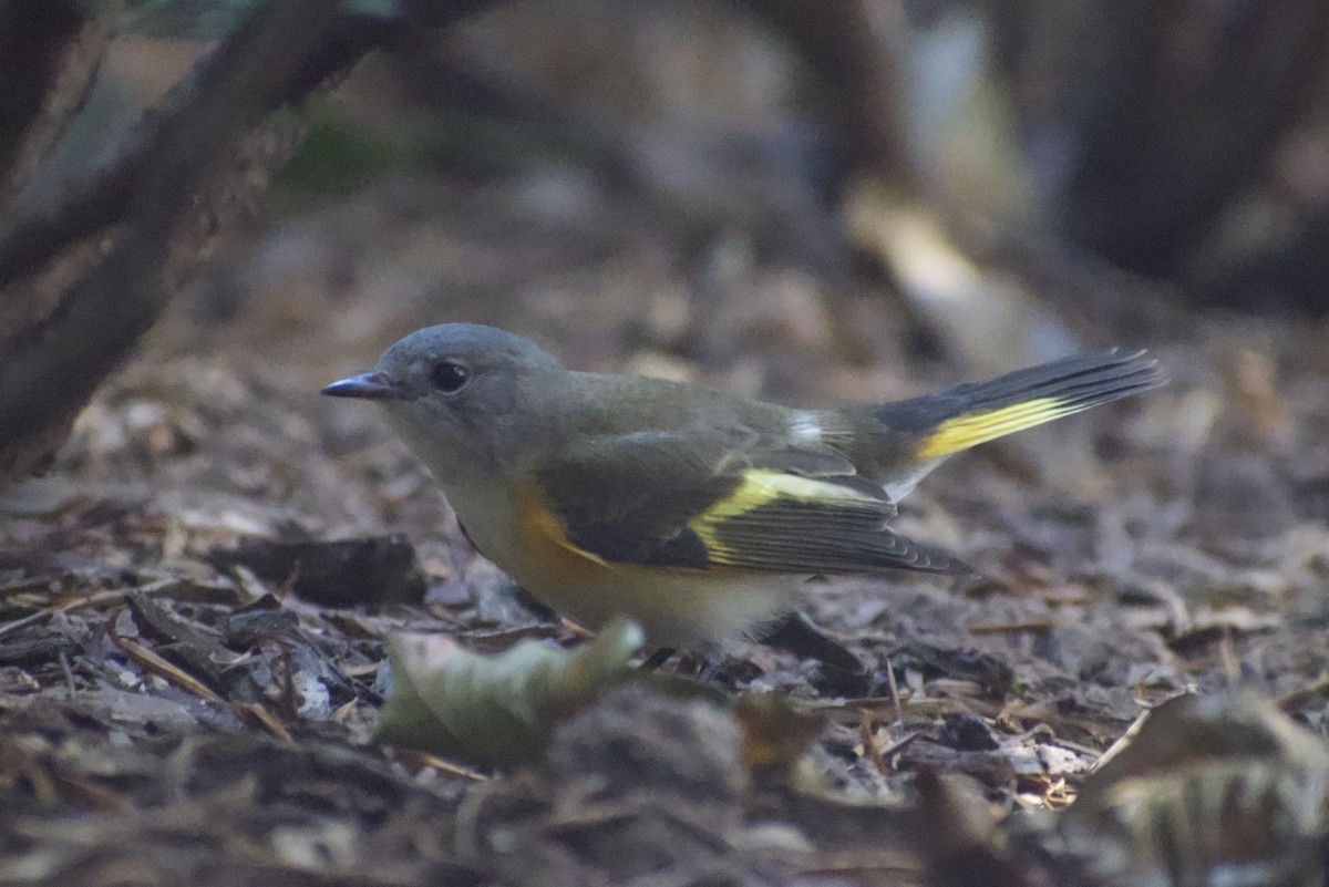 American Redstart - ML538645681