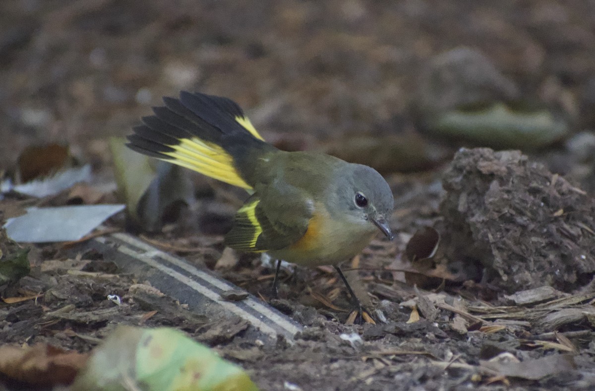 American Redstart - ML538645691