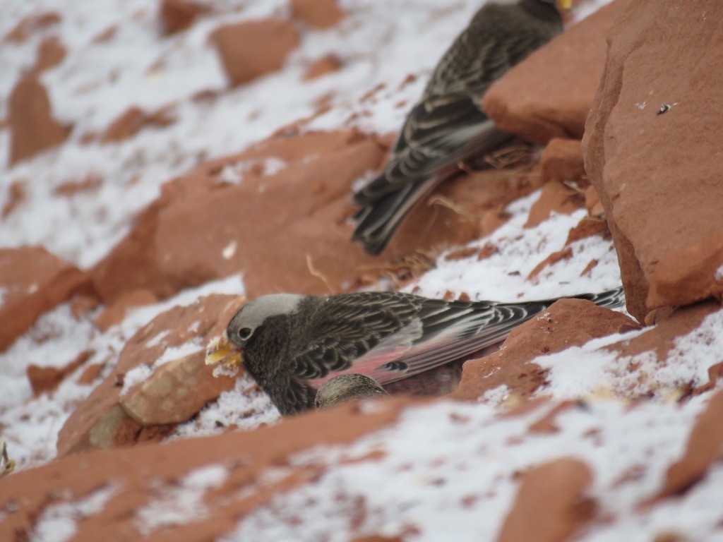 Black Rosy-Finch - Karen Vandzura