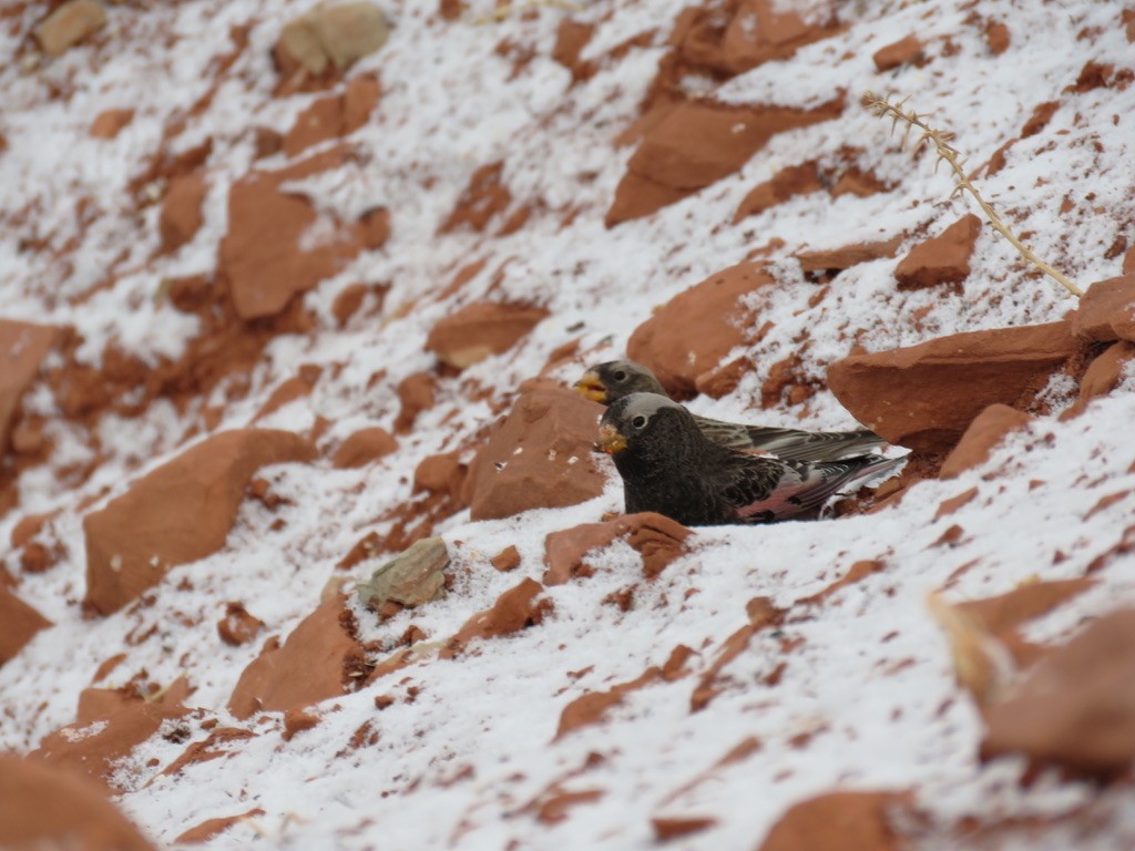 Black Rosy-Finch - Karen Vandzura