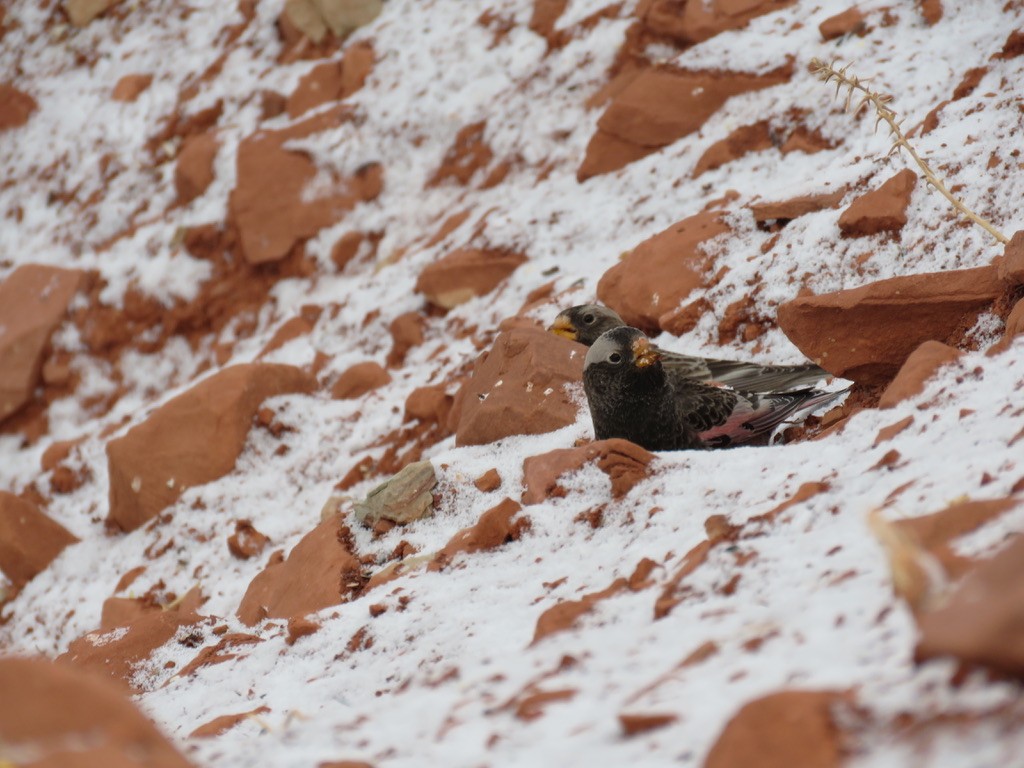 Black Rosy-Finch - Karen Vandzura