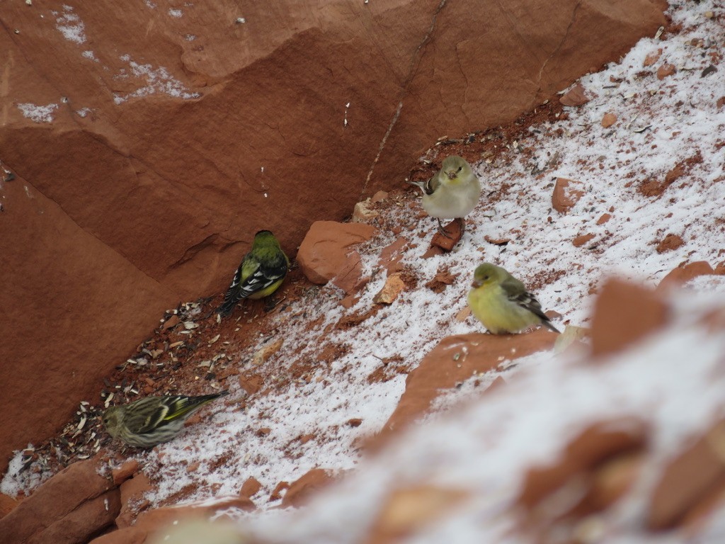 Lesser Goldfinch - Karen Vandzura