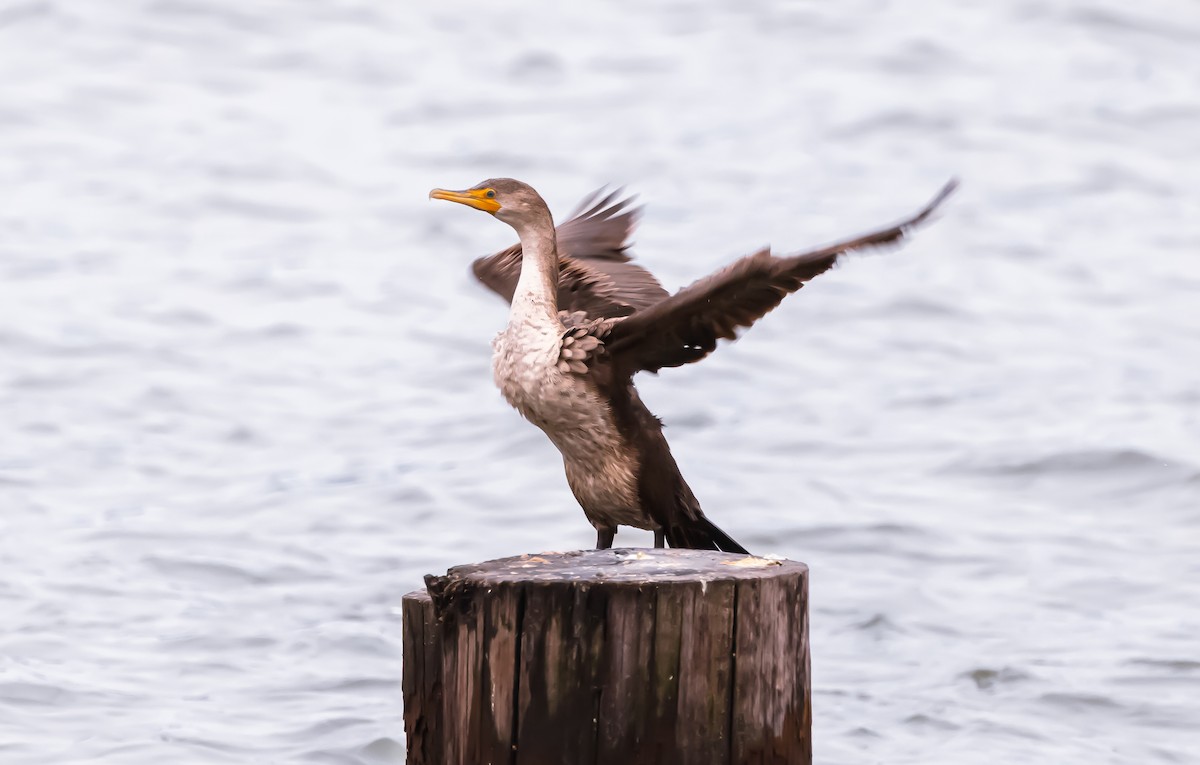 Double-crested Cormorant - ML538646061