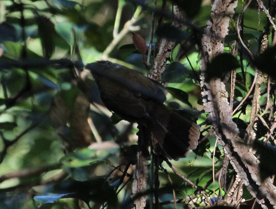 Puff-throated Bulbul - ML538646471