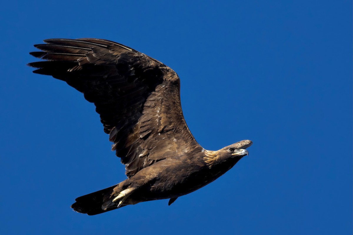 Águila Real - ML538646591