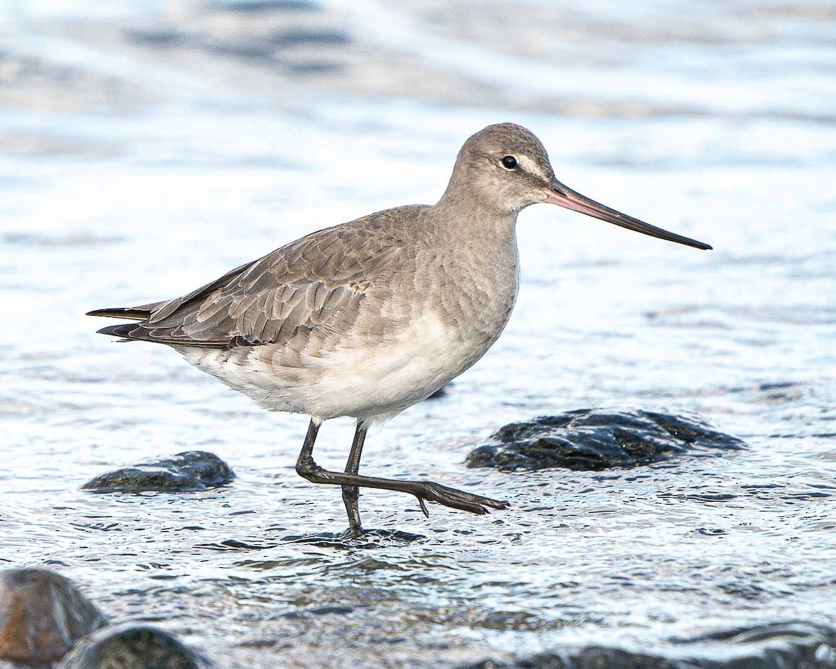 Hudsonian Godwit - ML538647341