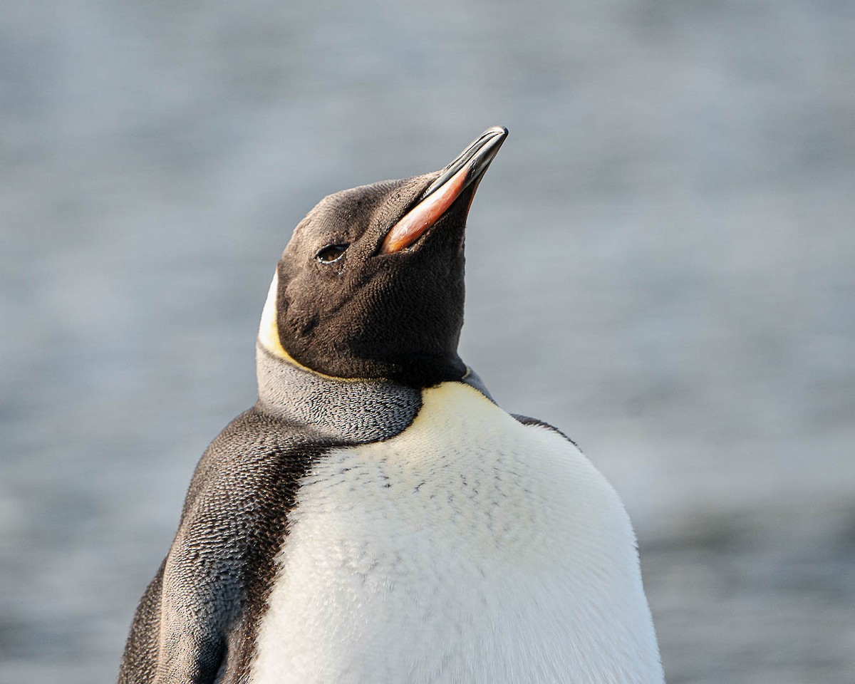 オウサマペンギン - ML538647381