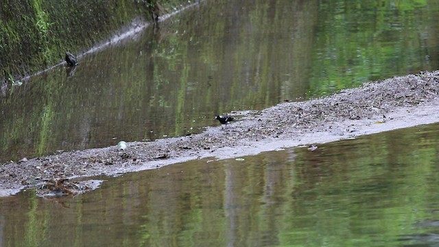 Spotted Forktail - ML538648421