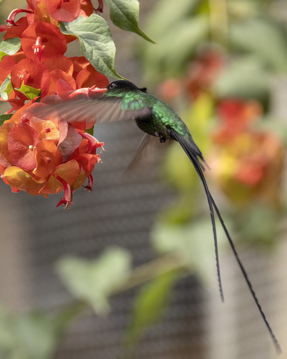 Red-billed Streamertail - Bob Martinka
