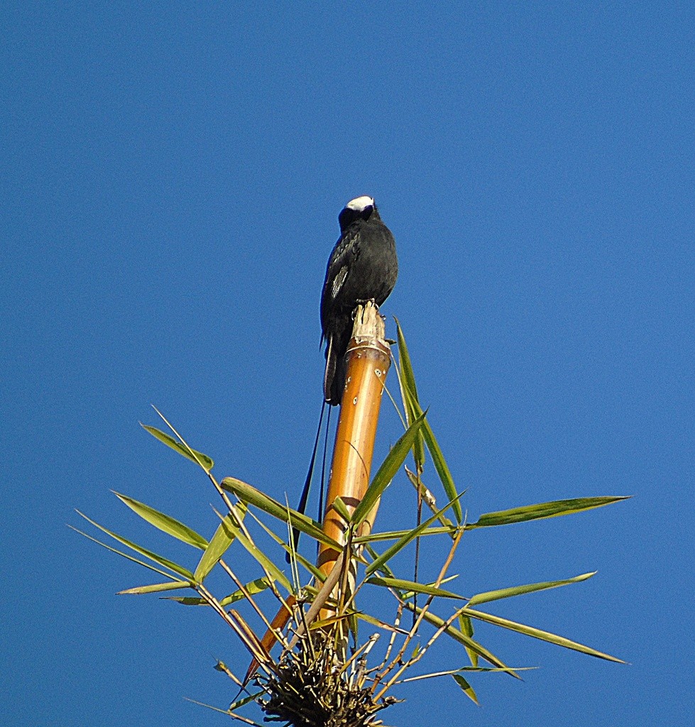 Long-tailed Tyrant - ML538648881